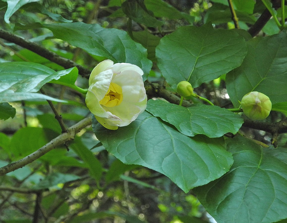 Image of Calycanthus chinensis specimen.