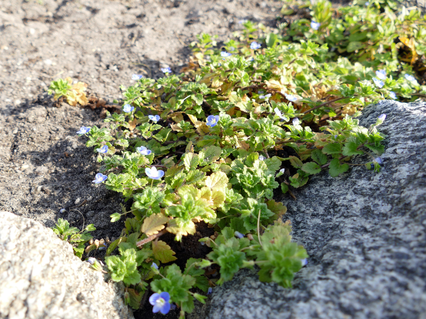 Image of Veronica persica specimen.