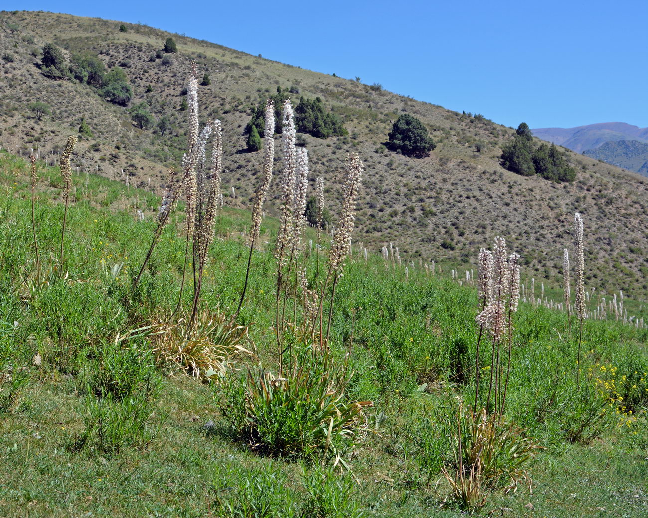 Изображение особи Eremurus tianschanicus.