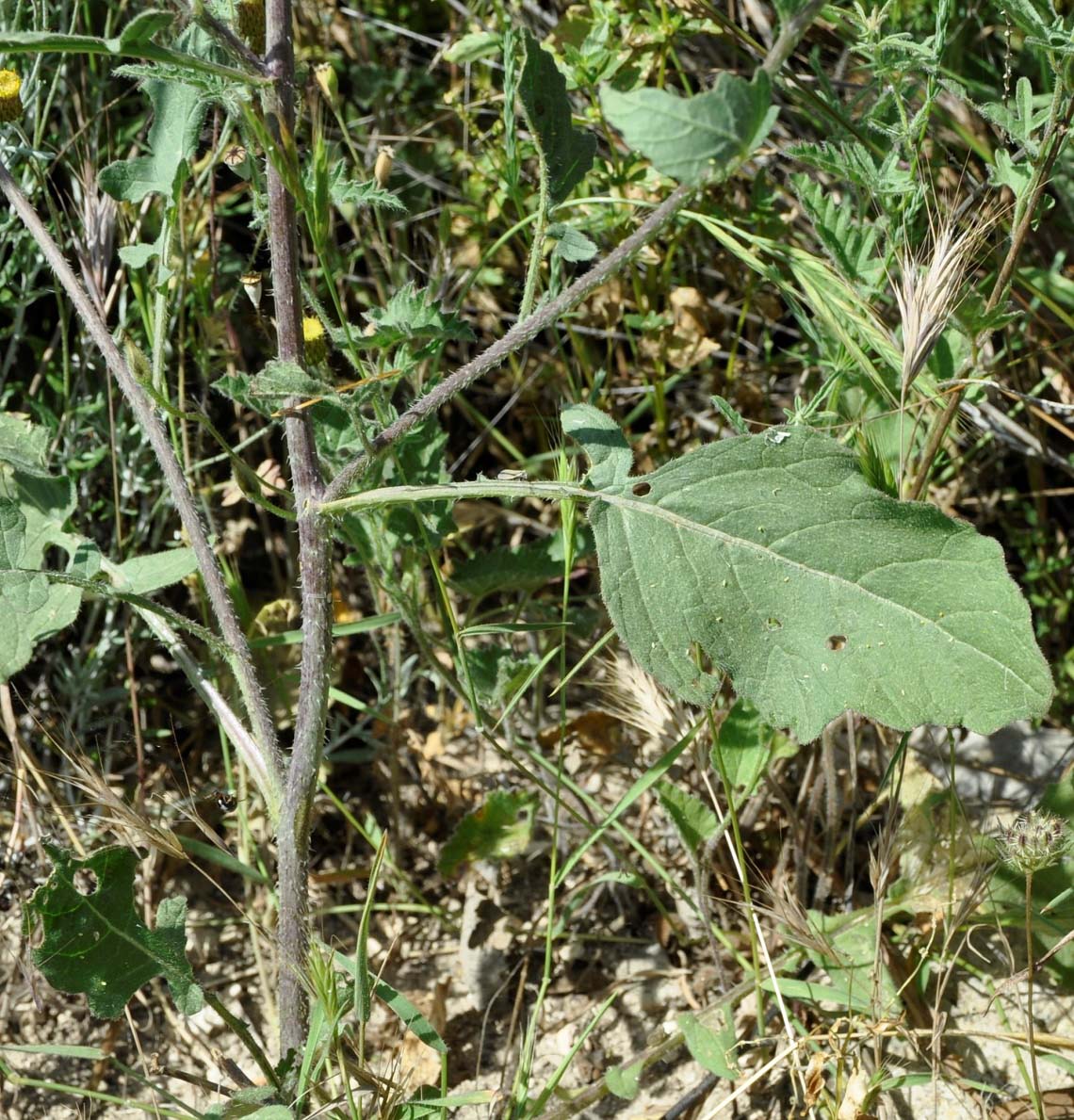 Изображение особи род Brassica.