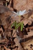Image of taxon representative. Author is Геннадий Лукиянчук