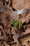 Anemone raddeana