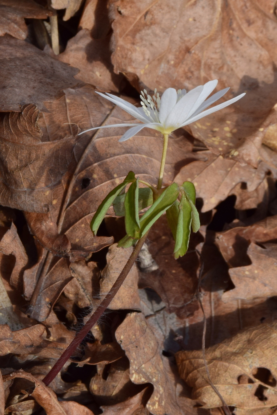 Image of Anemone raddeana specimen.