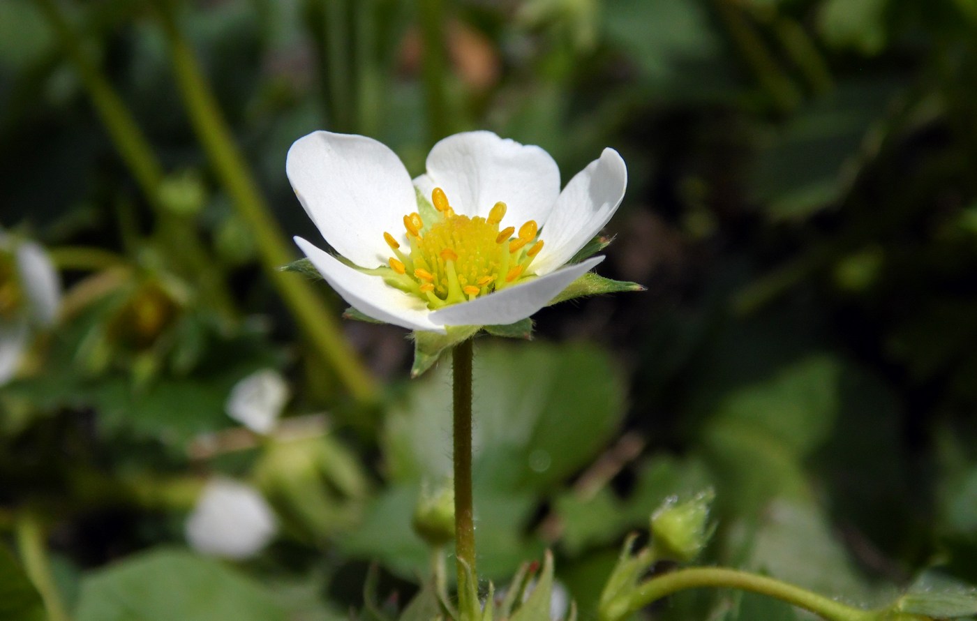 Image of Fragaria &times; ananassa specimen.