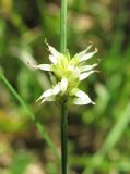 Carex canescens