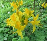 Rhododendron luteum