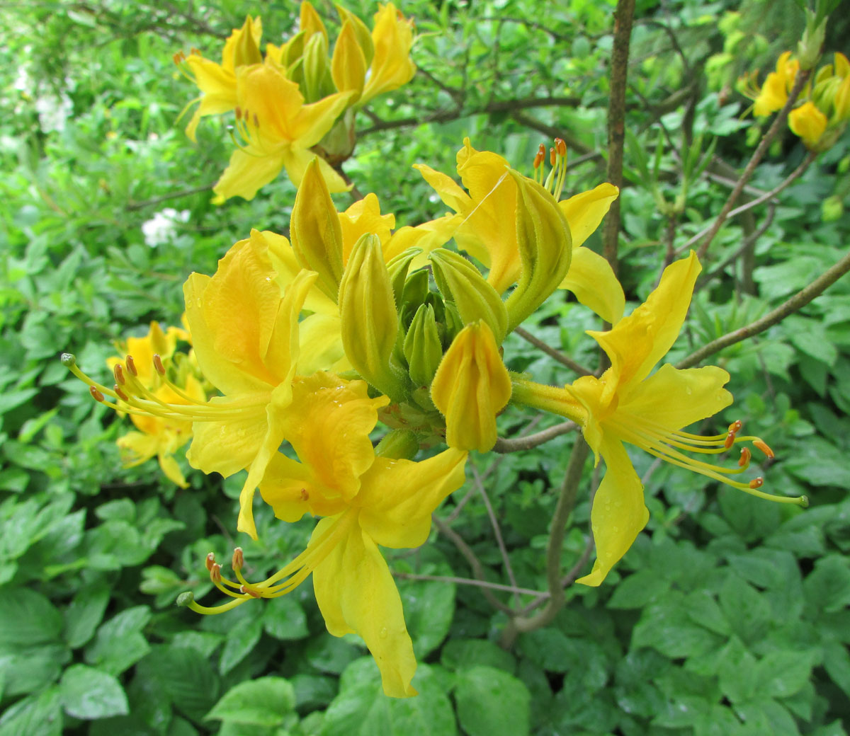 Изображение особи Rhododendron luteum.