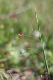 Lathyrus nissolia. Верхушка побега с цветком и плодом. Крым, Байдарская долина, залежь. 31.05.2020.