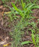 Schkuhria pinnata