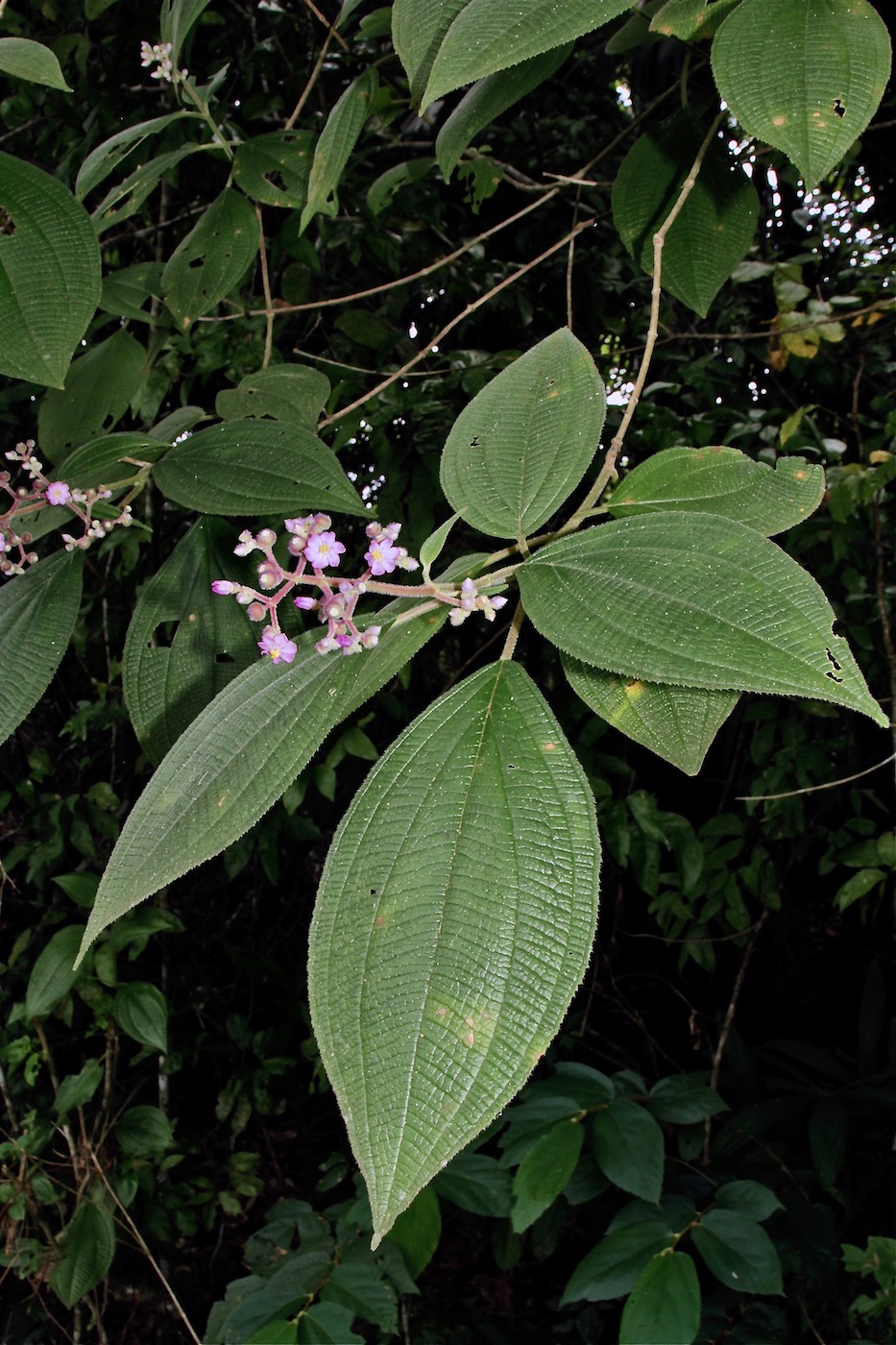 Image of Miconia conospeciosa specimen.