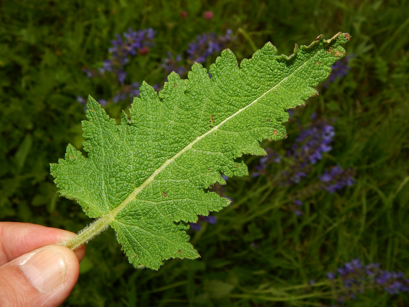 Image of genus Salvia specimen.