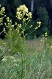 Thalictrum lucidum. Верхушка цветущего растения. Московская обл., Раменский р-н, окр. пос. Гжель, влажный луг. 01.07.2020.