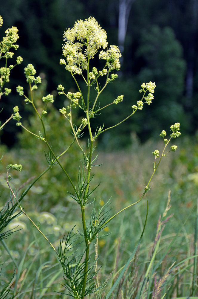 Изображение особи Thalictrum lucidum.