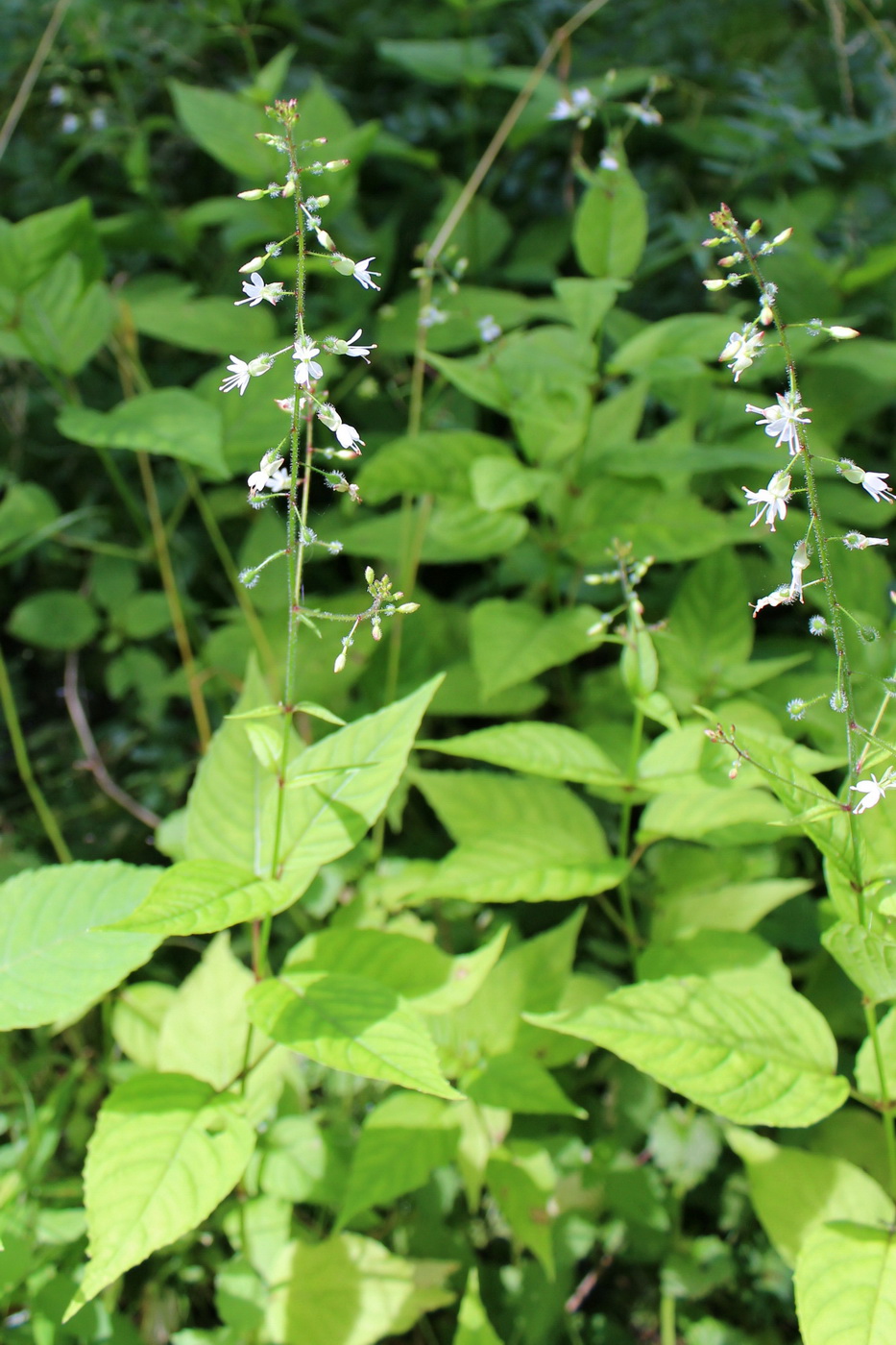 Image of Circaea lutetiana specimen.