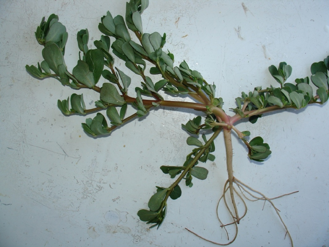 Image of Portulaca oleracea specimen.