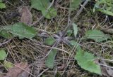 genus Hieracium. Прикорневые листья. Греция, гора Олимп. 02.09.2010.