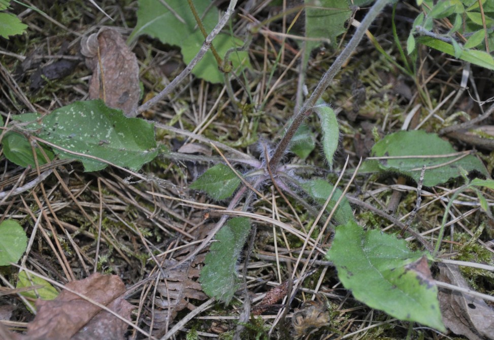 Изображение особи род Hieracium.