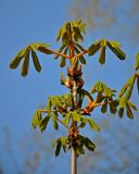 Aesculus hippocastanum. Верхушка ветви с молодыми листьями. Московская обл., г. Железнодорожный, в культуре. 03.05.2020.