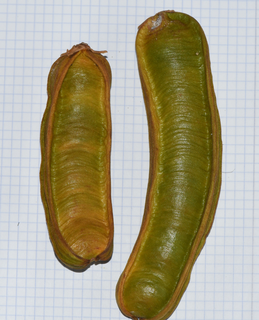Image of Inga edulis specimen.