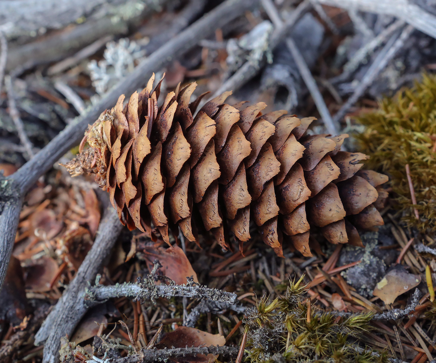 Image of Picea &times; fennica specimen.