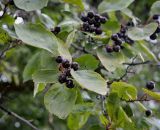 Crataegus rivularis. Листья и плоды. Санкт-Петербург, Адмиралтейский р-н, Александровский сад, озеленение. 06.09.2020.