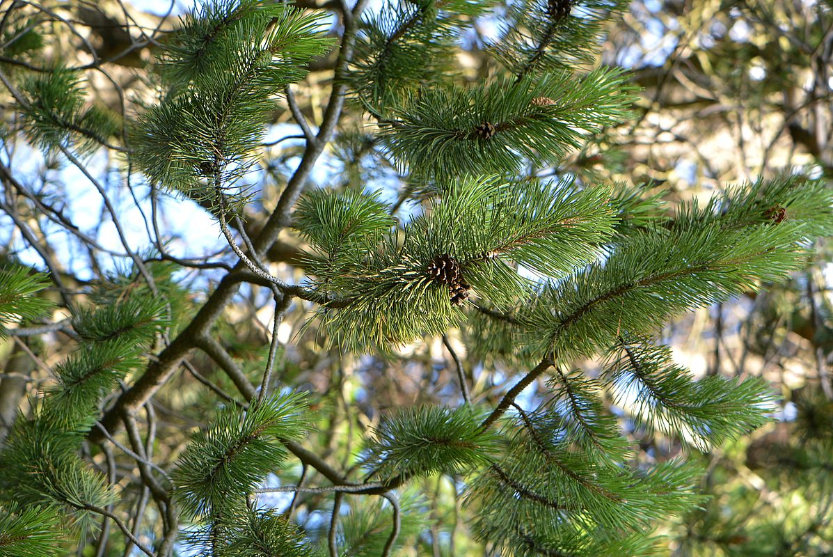 Изображение особи Pinus uncinata.