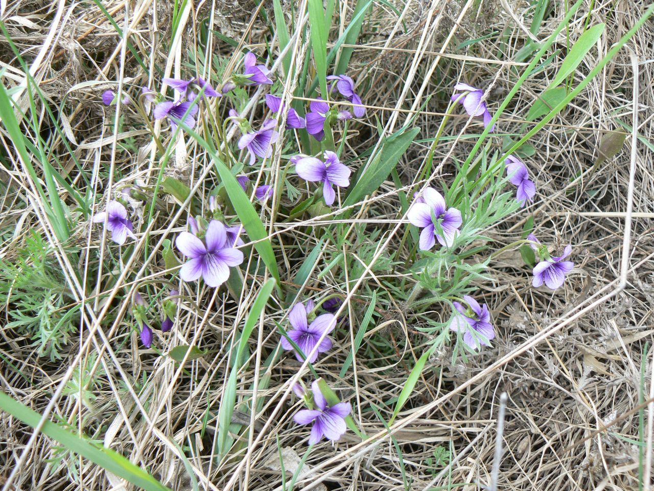 Изображение особи Viola mandshurica.