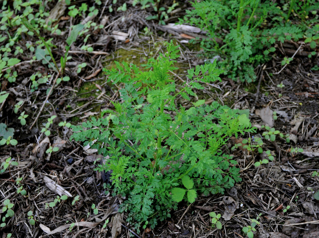 Image of Cardamine impatiens specimen.