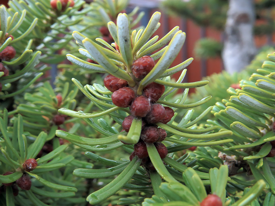 Image of Abies koreana specimen.