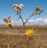 Inula caspica. Верхушка цветущего и плодоносящего растения. Краснодарский край, м/о город-курорт Анапа, окр. станицы Благовещенская, Витязевская коса, закреплённые пески. 12.10.2019.