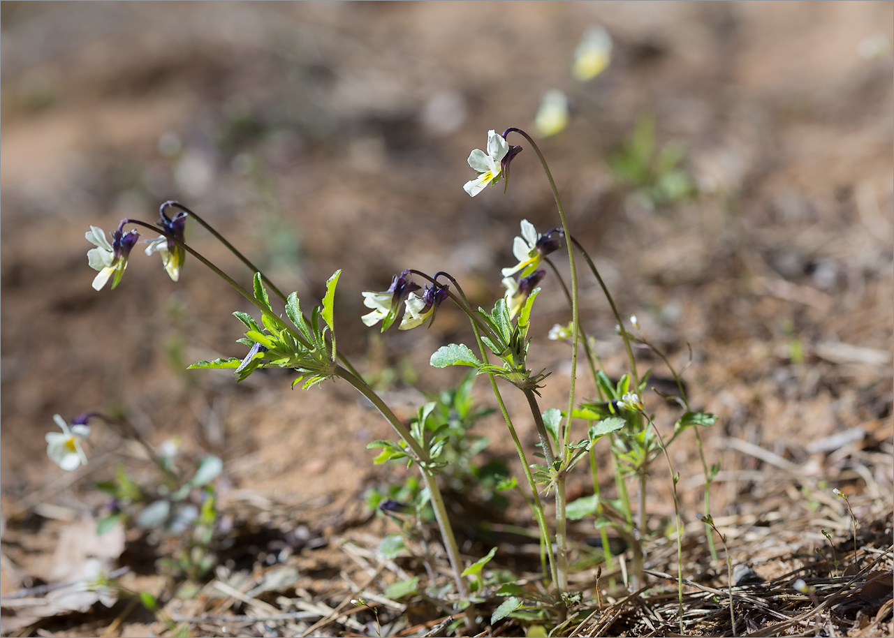 Image of Viola arvensis specimen.