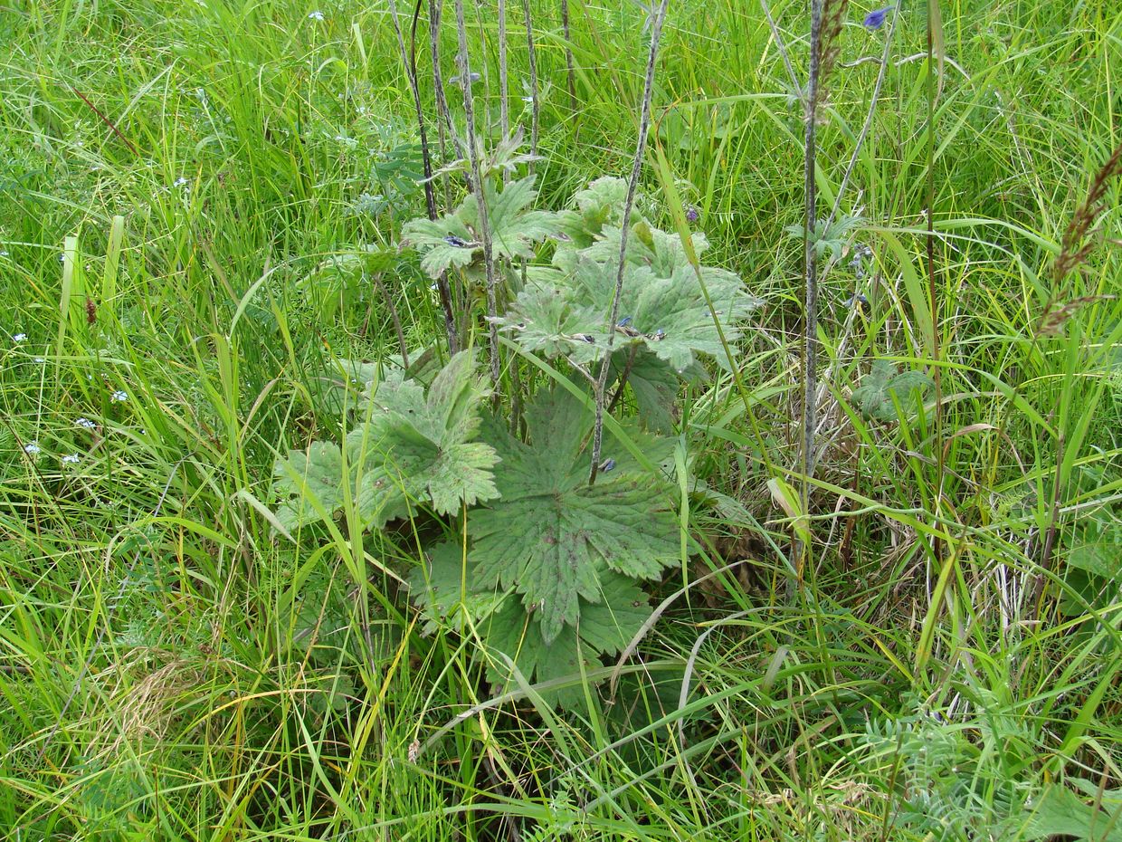 Image of Delphinium korshinskyanum specimen.