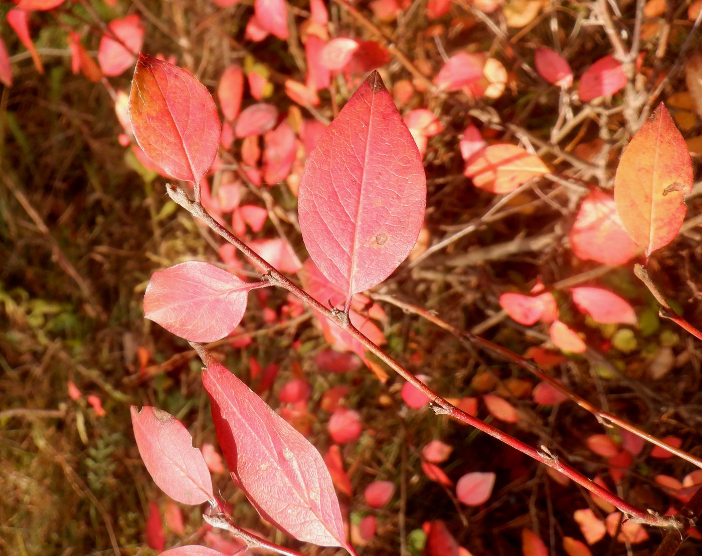 Image of Cotoneaster lucidus specimen.