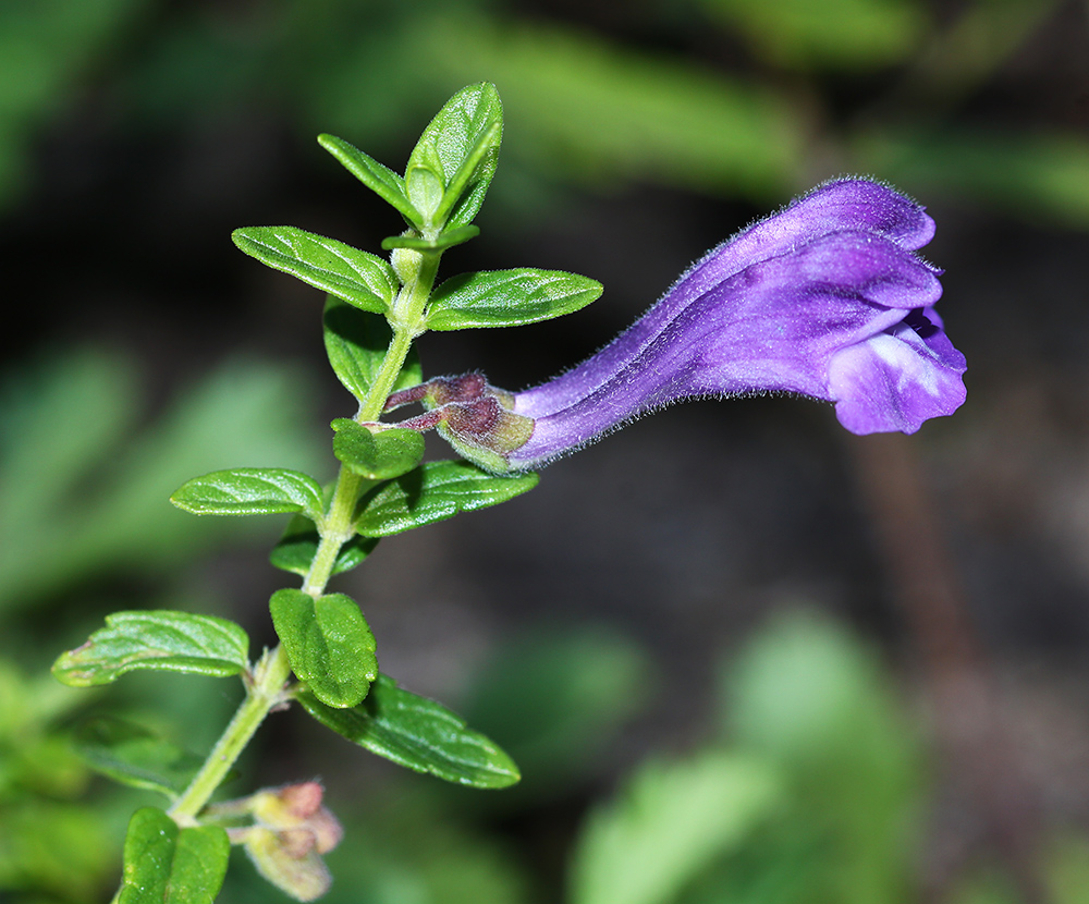 Image of Scutellaria strigillosa specimen.