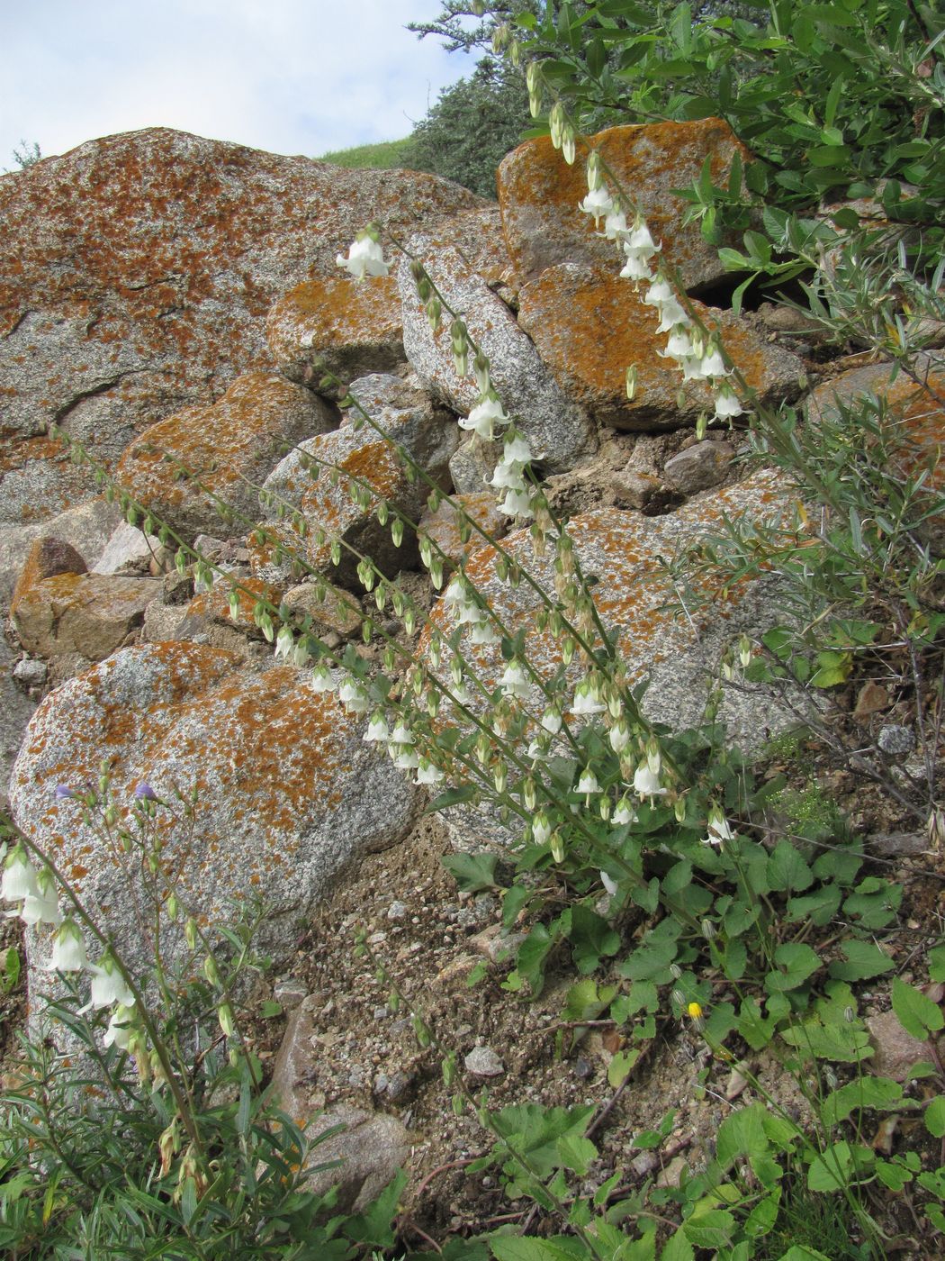 Image of Campanula alliariifolia specimen.