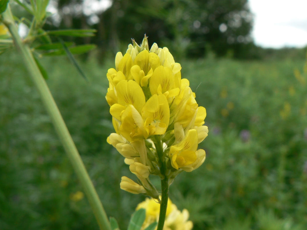 Image of Medicago falcata specimen.