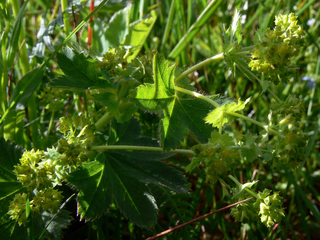 Изображение особи Alchemilla subcrenata.