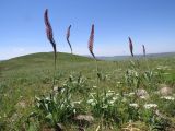 Eremurus regelii. Цветущие растения в саванноидном сообществе. Казахстан, Туркестанская (Южно-Казахстанская) обл., Сырдарья-Туркестанский государственный региональный природный парк, Боралдайский филиал, басс. р. Аяк-Сунгу. 18.05.2018.