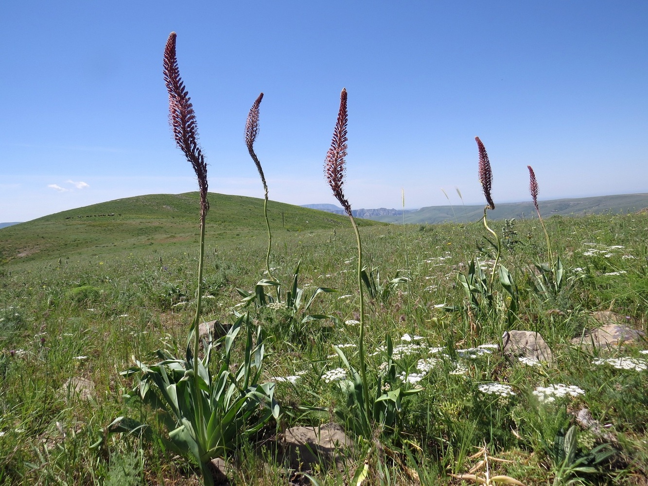 Изображение особи Eremurus regelii.