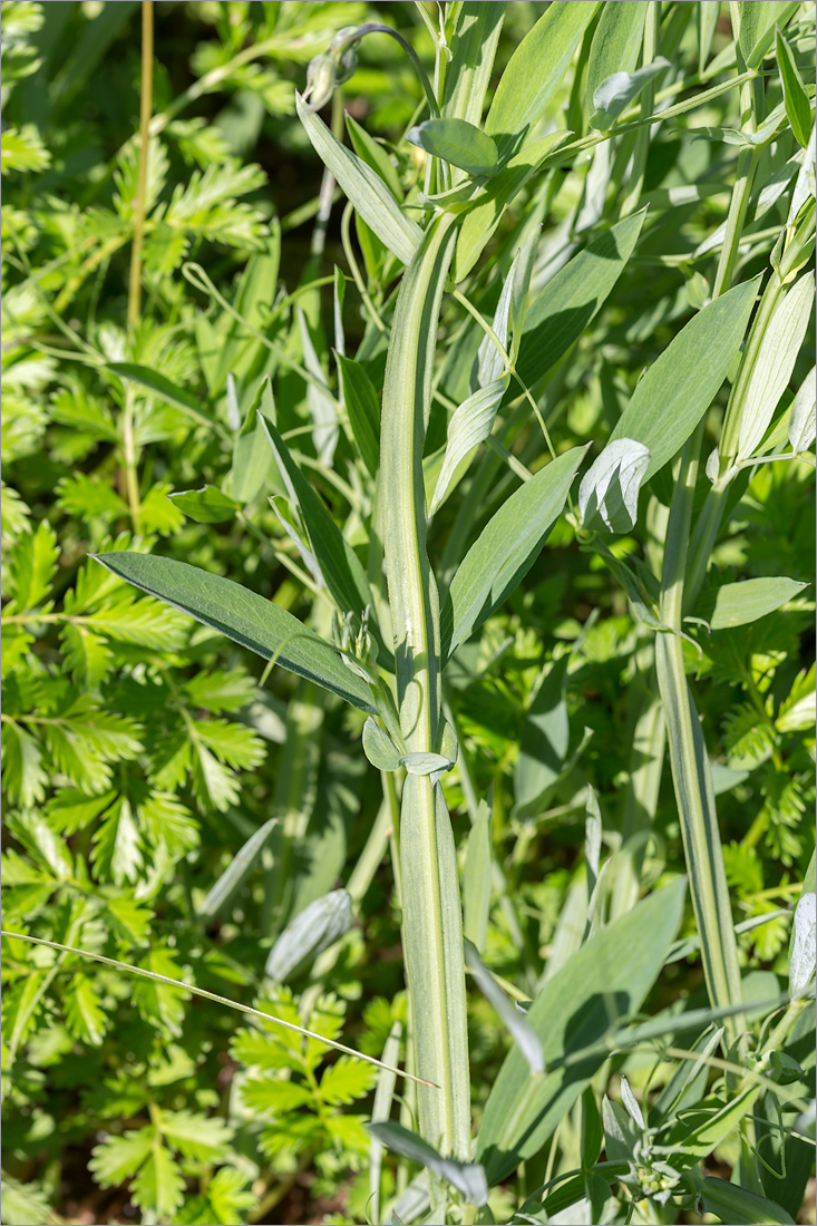 Изображение особи Lathyrus palustris.