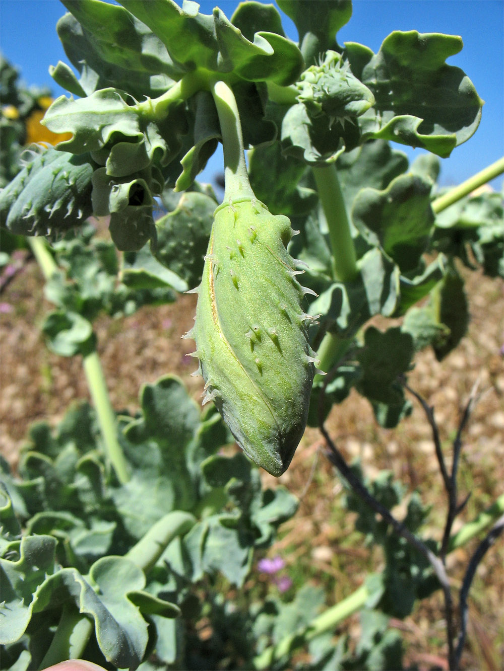 Изображение особи Glaucium flavum.
