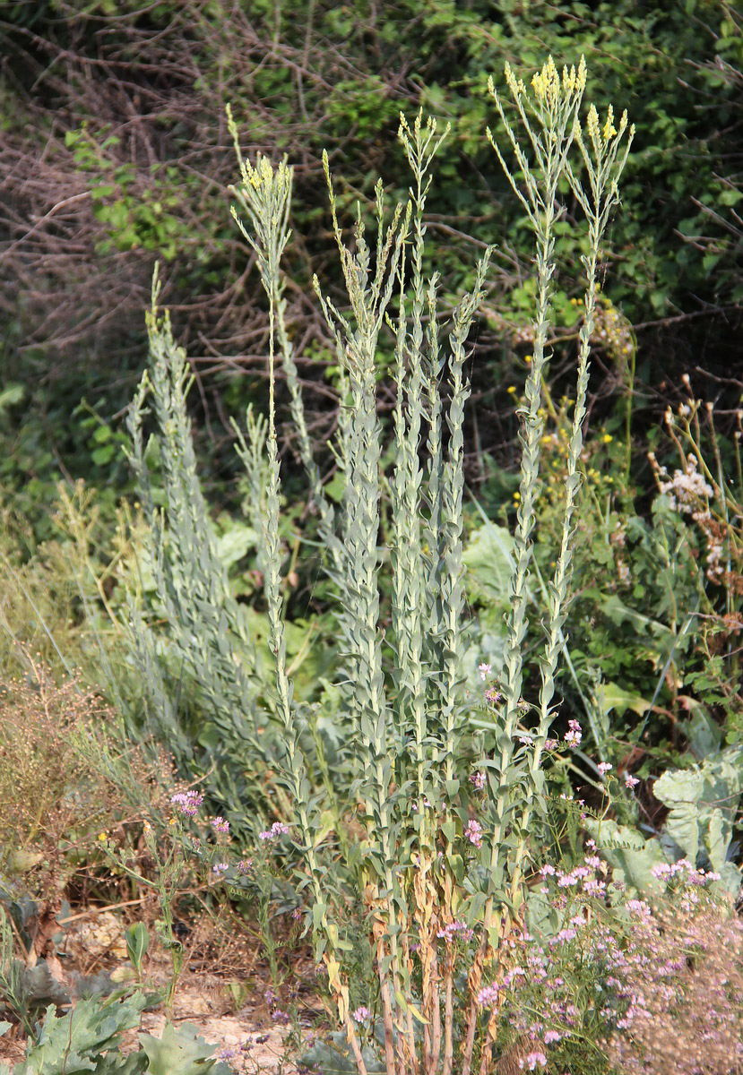 Image of Linaria genistifolia specimen.