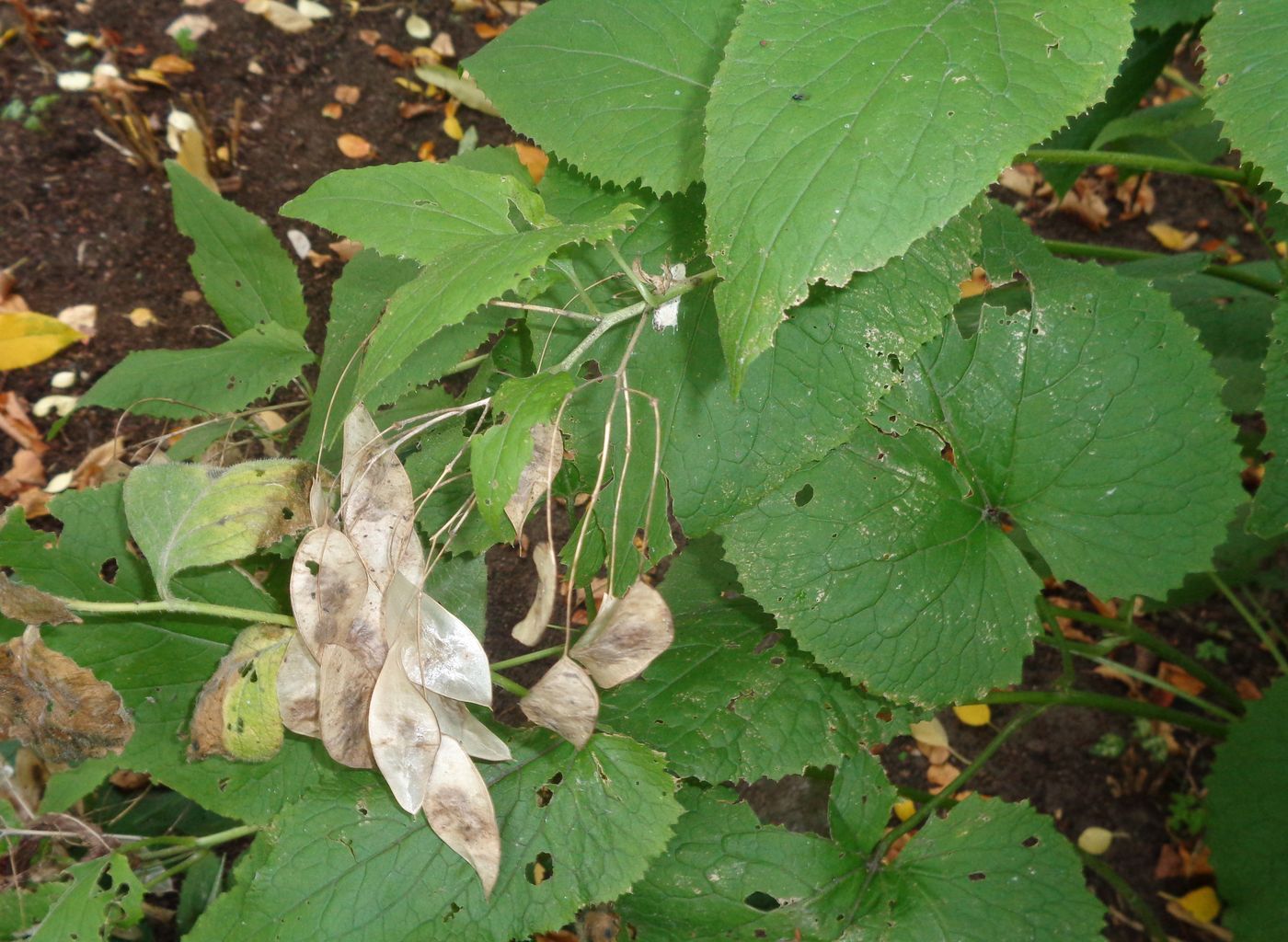 Изображение особи Lunaria rediviva.