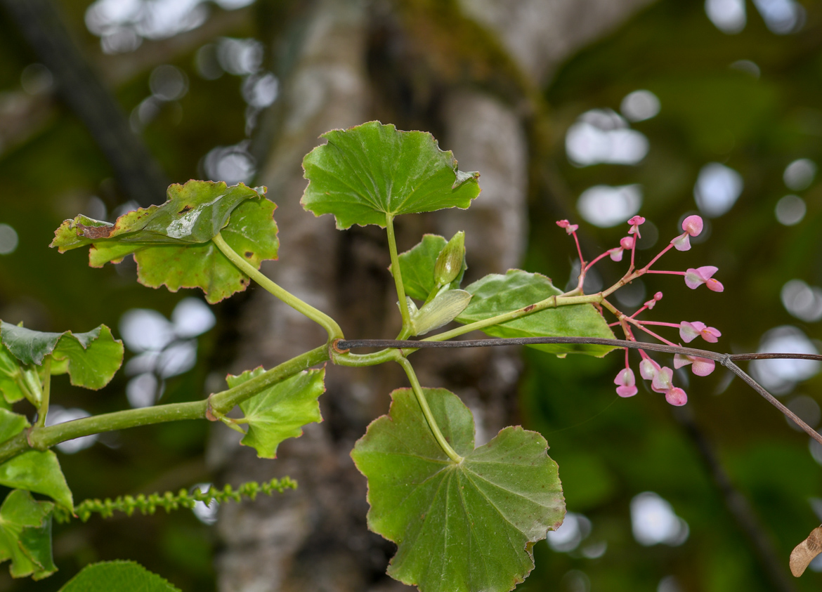 Image of genus Begonia specimen.