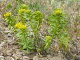 Haplophyllum suaveolens