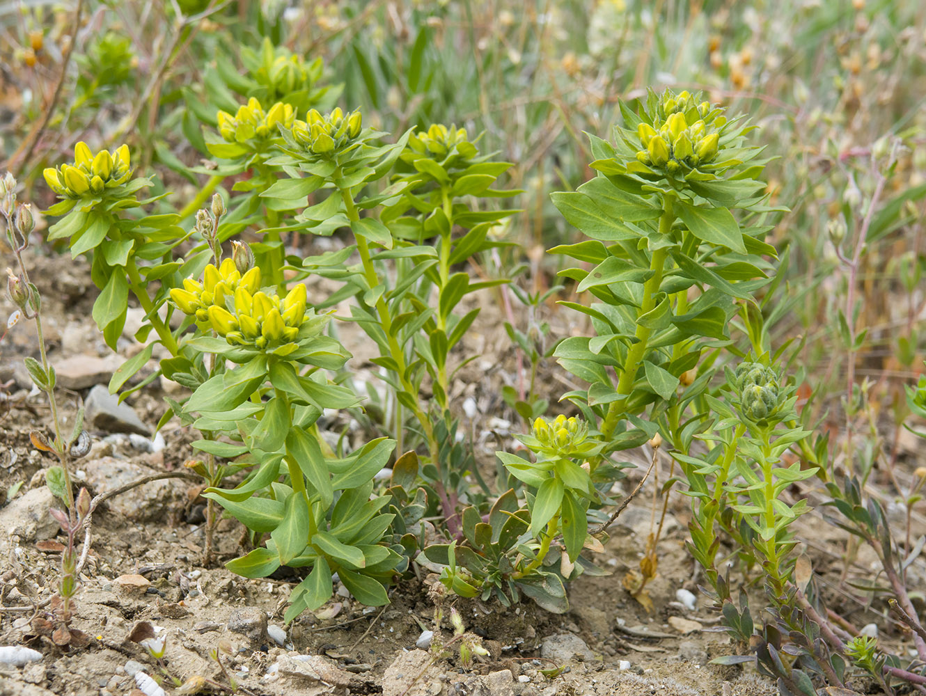 Изображение особи Haplophyllum suaveolens.