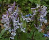 Corydalis solida