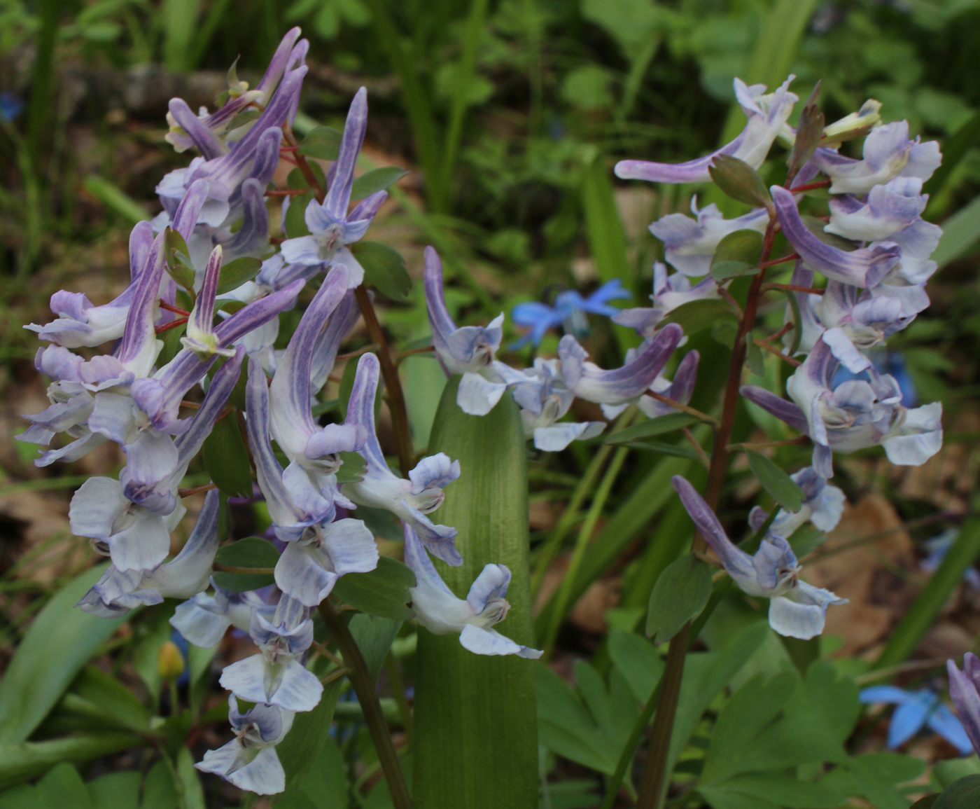 Image of Corydalis solida specimen.