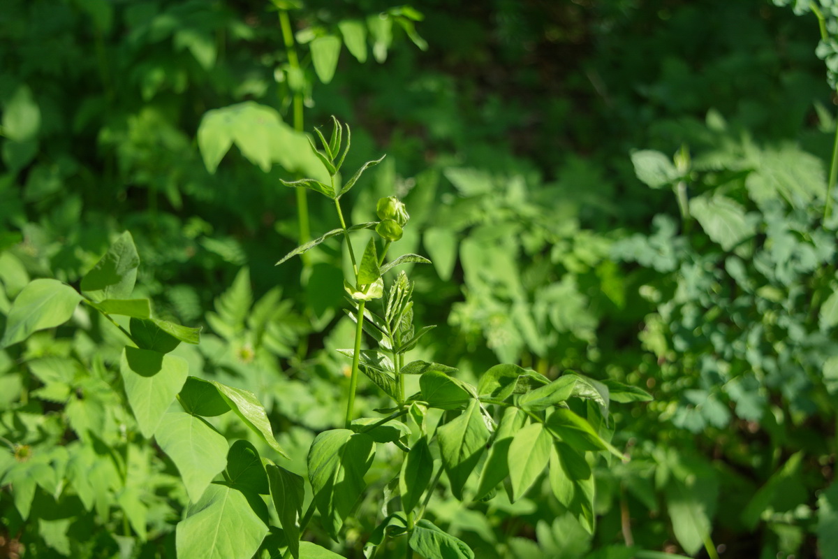 Изображение особи Galega orientalis.