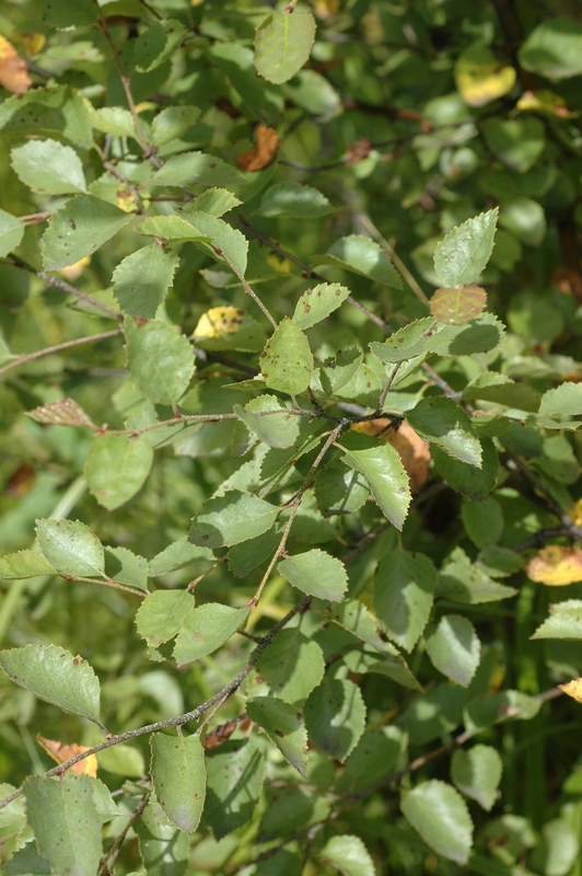 Image of Betula microphylla specimen.